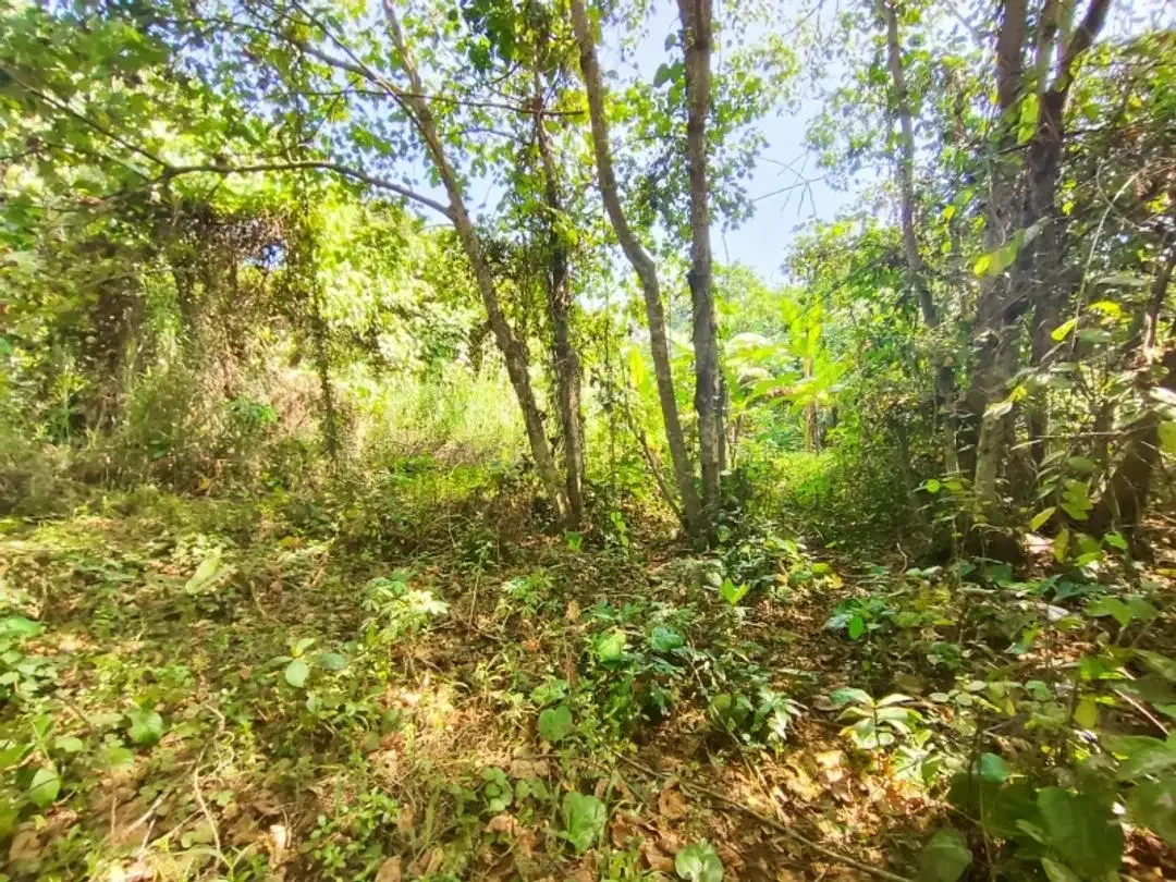 Tanah Dijual Cepat Dekat Pantai Yeh Gangga - Image 5 of 10