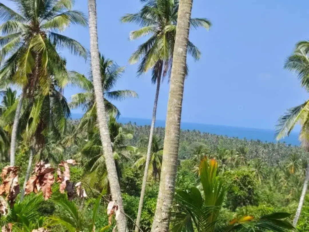 DIJUAL TANAH LUAS – BALIAN BEACH, TABANAN - Image 9 of 10