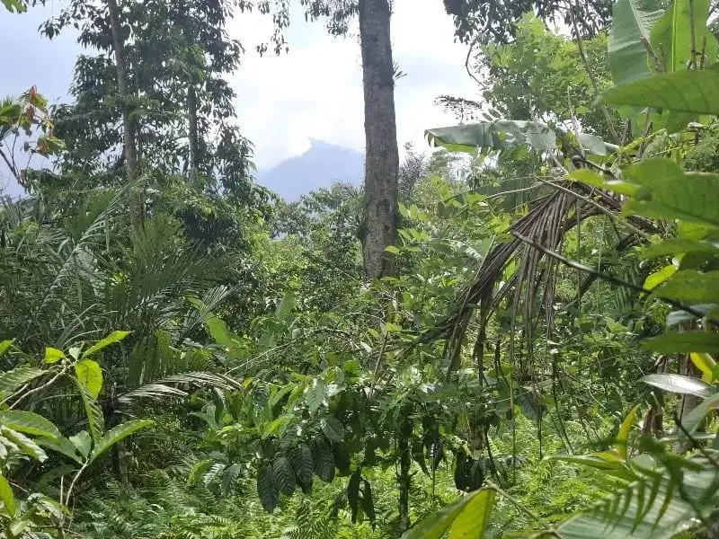 Dijual tanah los sungai dan view sawah di tabanan bali - Image 4 of 10