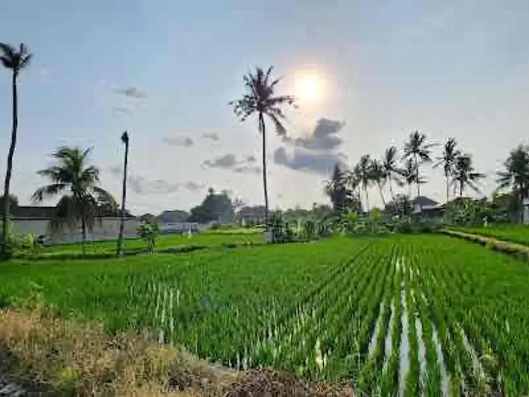 Dijual Rumah Indent Di Daerah Siulan Denpasar - Image 8 of 10