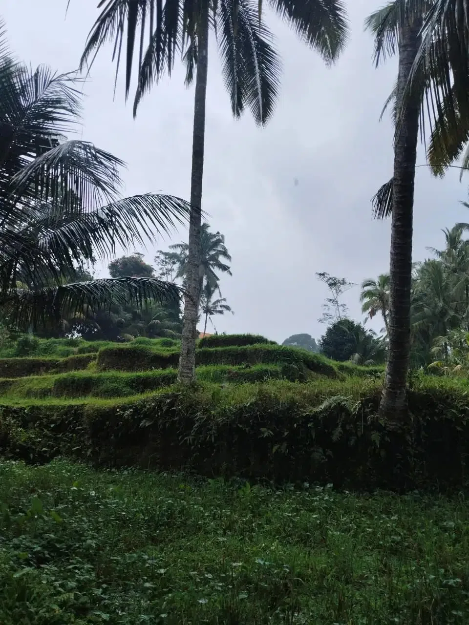 Tanah 5200m² View Jungle dan Sawah Eksotis di Kendran Ubud - Image 8 of 10