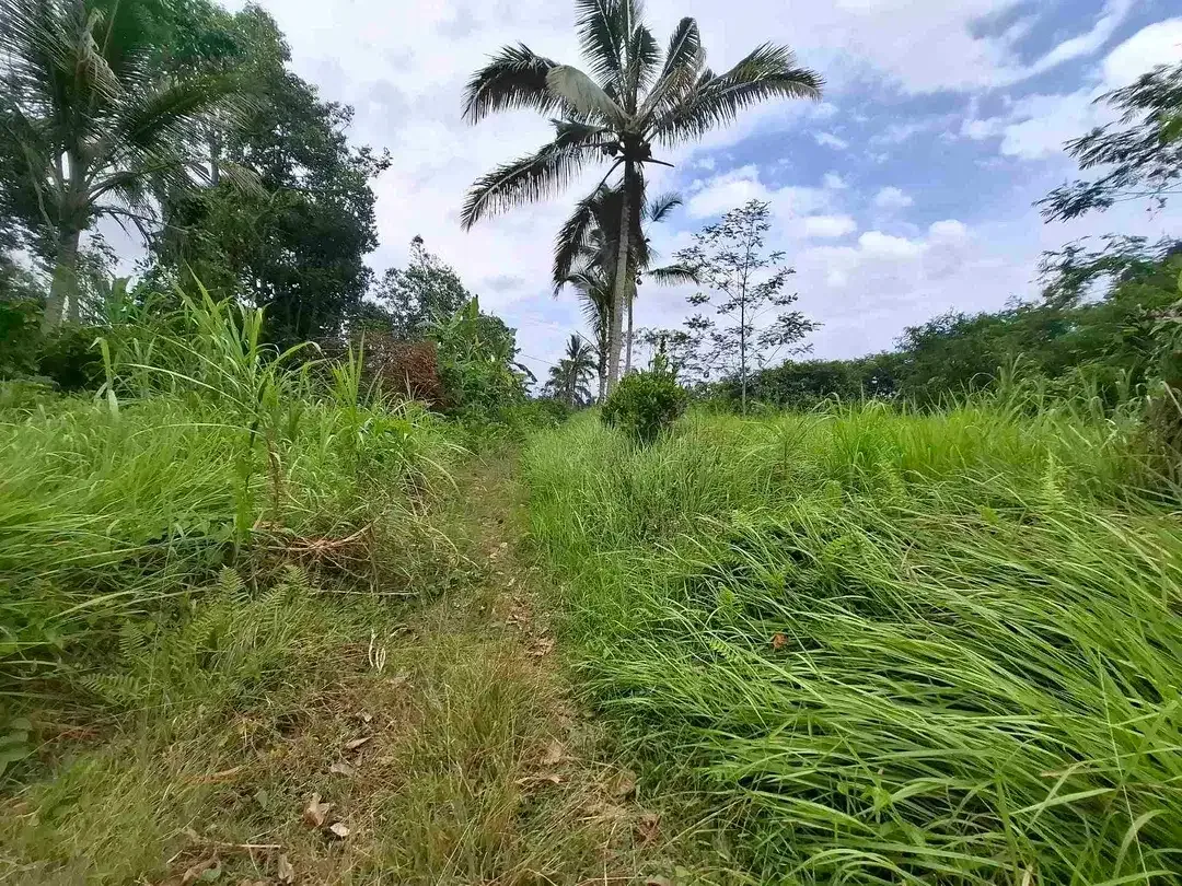 tanah view sawah dan gunung akses jalan aspal didaerah wisata angsri - Image 9 of 10