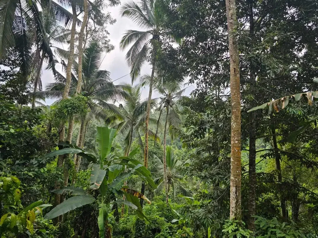 Dijual tanah dengan air terjun dan sungai cantik di bali - Image 8 of 10