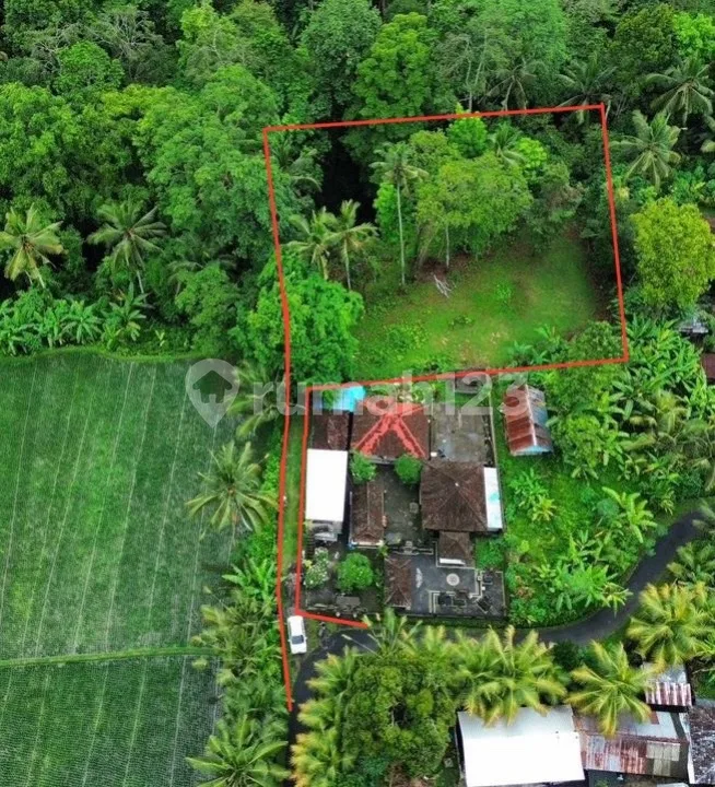 Dijual Lahan Los Sungai Lokasi Ubud View Sawah Sungai Dan Jungle - Image 1 of 4