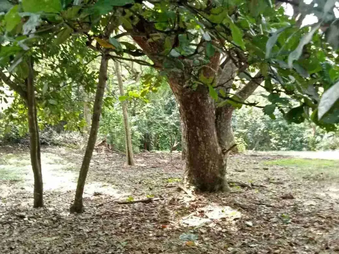 Tanah Los Tebing pantai Greenbowl Nusa dua - Image 4 of 5
