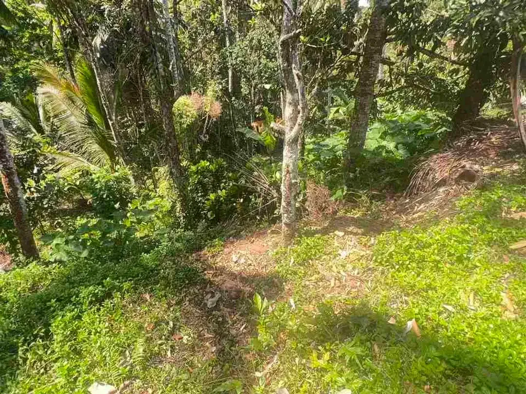 jual tanah kebun luas kecil los sungai di selemadeg tabanan bali. - Image 5 of 8