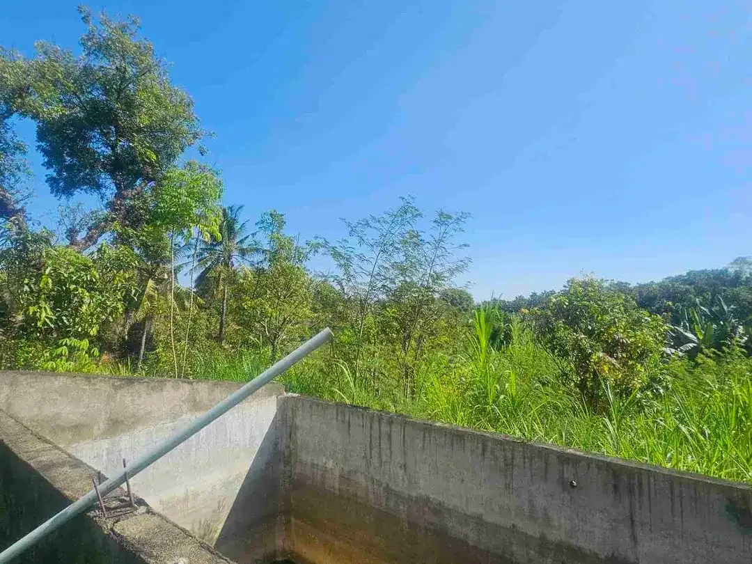 kebun durian datar cocok buat segala jenis tanaman dan murah dibawah pasaran - Image 8 of 8