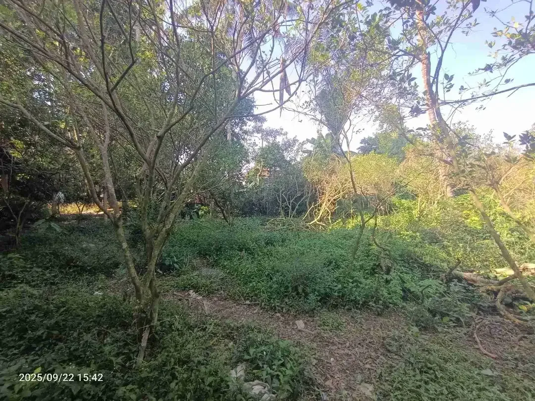 Red Zone Land For Leasehold in Petulu Ubud Bali - Image 2 of 4
