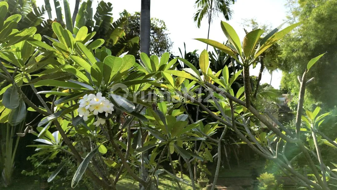 Rumah Kita Estate. Two Traditional Balinese Villa's, Swimming Pool & Wonderful Detailed Garden, 150 Meters From The See. Set On 1,875 MÂ² In Lovina, North Bali. - Image 3 of 4