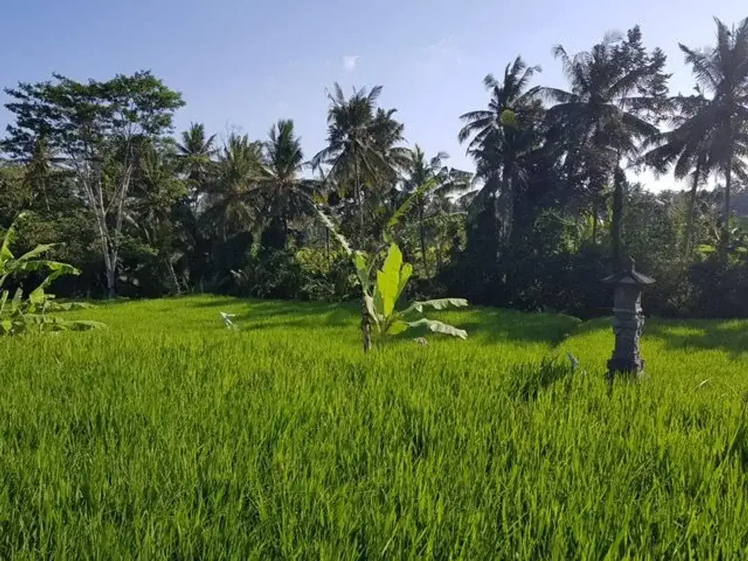 Tanah Murah Dekat Ubud View Sawah Luas 28,2 Are Cocok Villa di Pejeng, Gianyar - Image 9 of 10