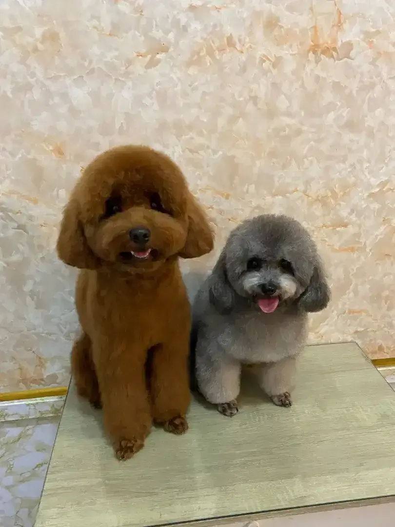 JSS GROOMING SALON - Image 9 of 10