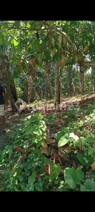 Jual Tanah Kebun Murah di Pinggir Jalan Aspal di Tabanan - Image 2 of 4