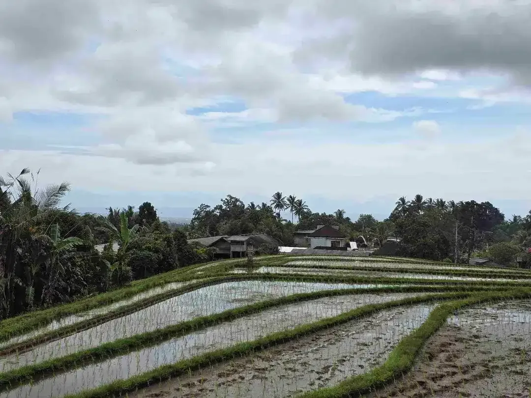 Dijual tanah kecil view sawah terasering di tabanan bali - Image 9 of 10
