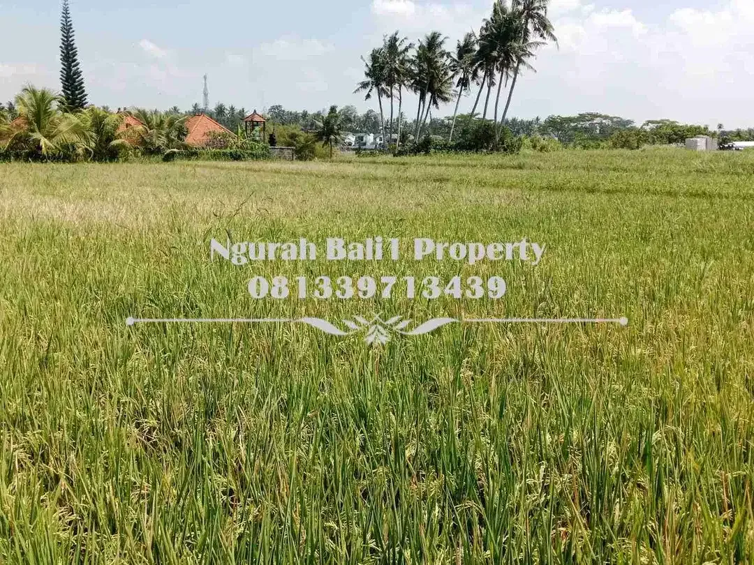 Dijual Tanah Murah Luas 3 Are View Sawah Kawasan Villa di Mas Ubud - Image 5 of 6
