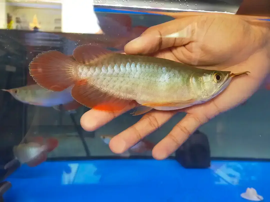 Arwana / Arowana Super Red Short Body Kalimantan - Image 6 of 6