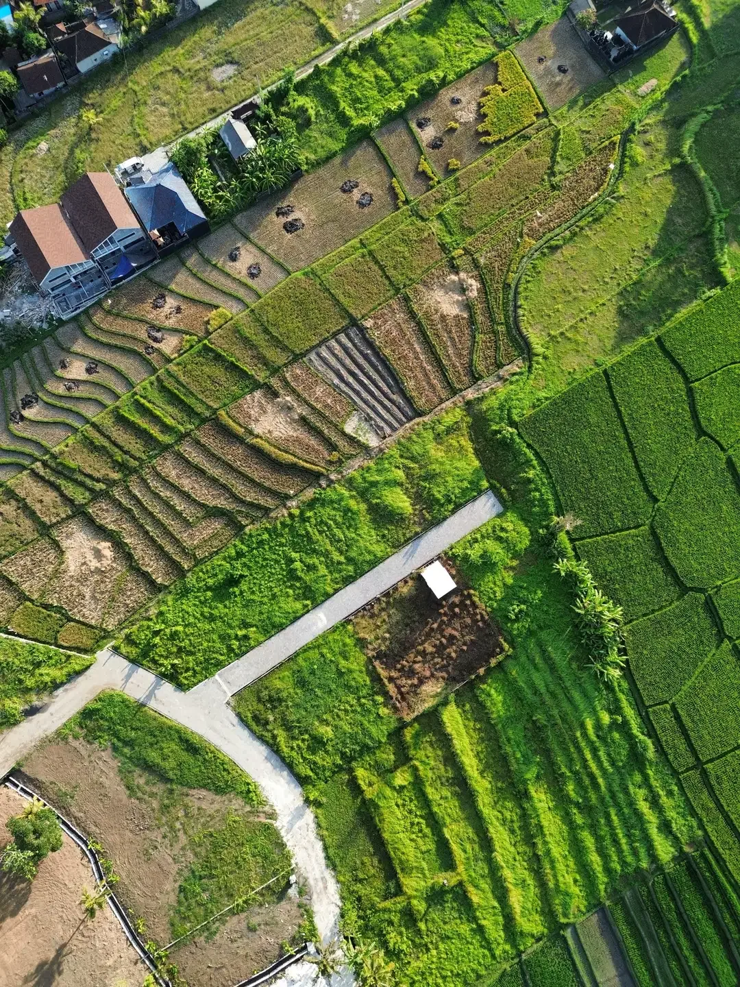 DIJUAL TANAH PANTAI KEDUNGU DEKAT CANGGU - Image 9 of 10