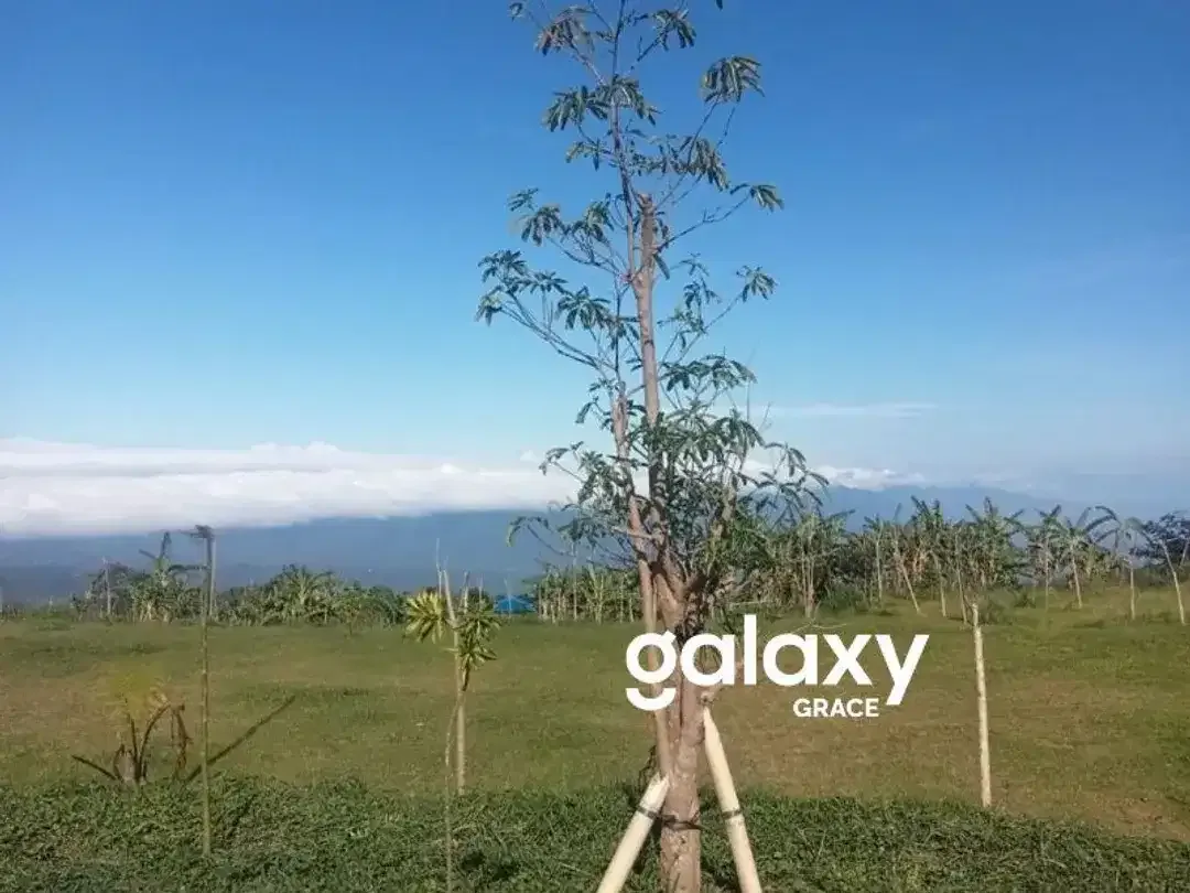 LAND FOR SALEDANAU TAMBLINGAN – MUNDUK - Image 6 of 10
