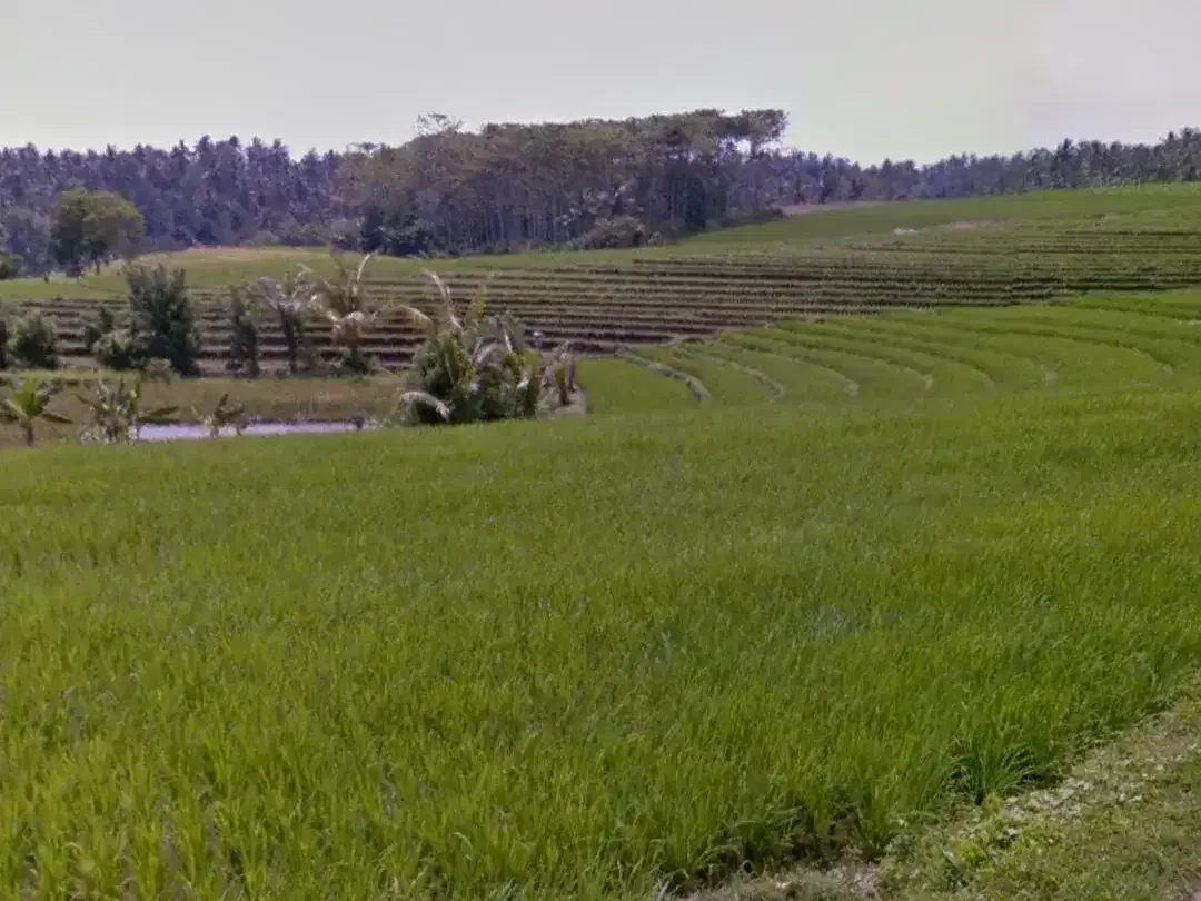 Tanah sawah di Mambang Selemadeg Tabanan Bali - Image 4 of 4