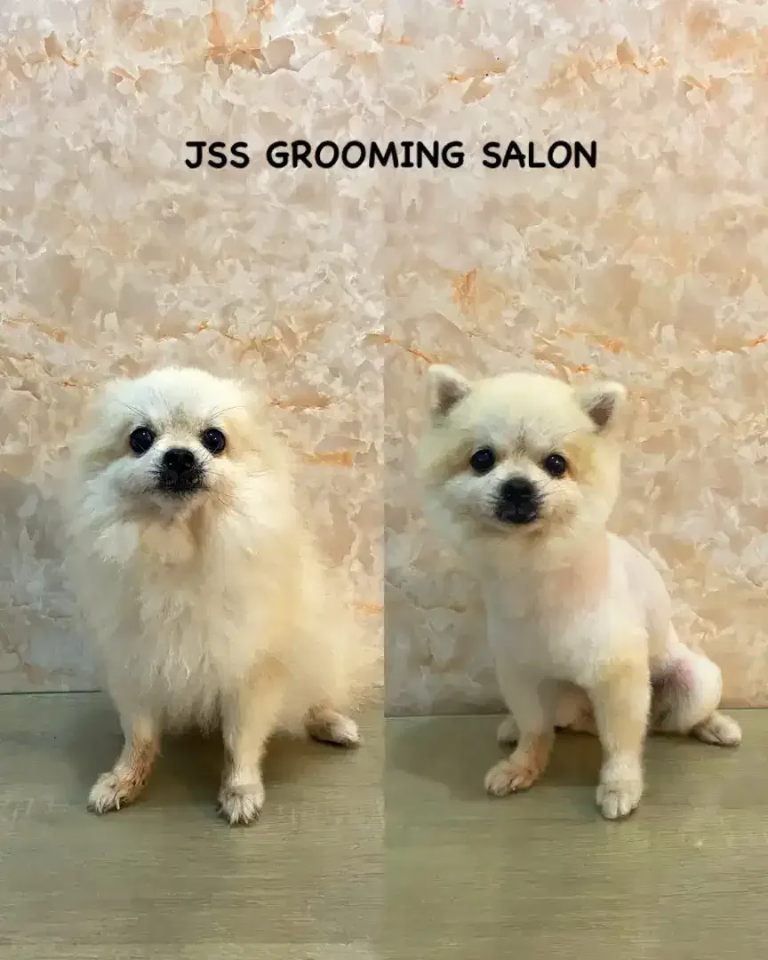 JSS GROOMING SALON - Image 7 of 10