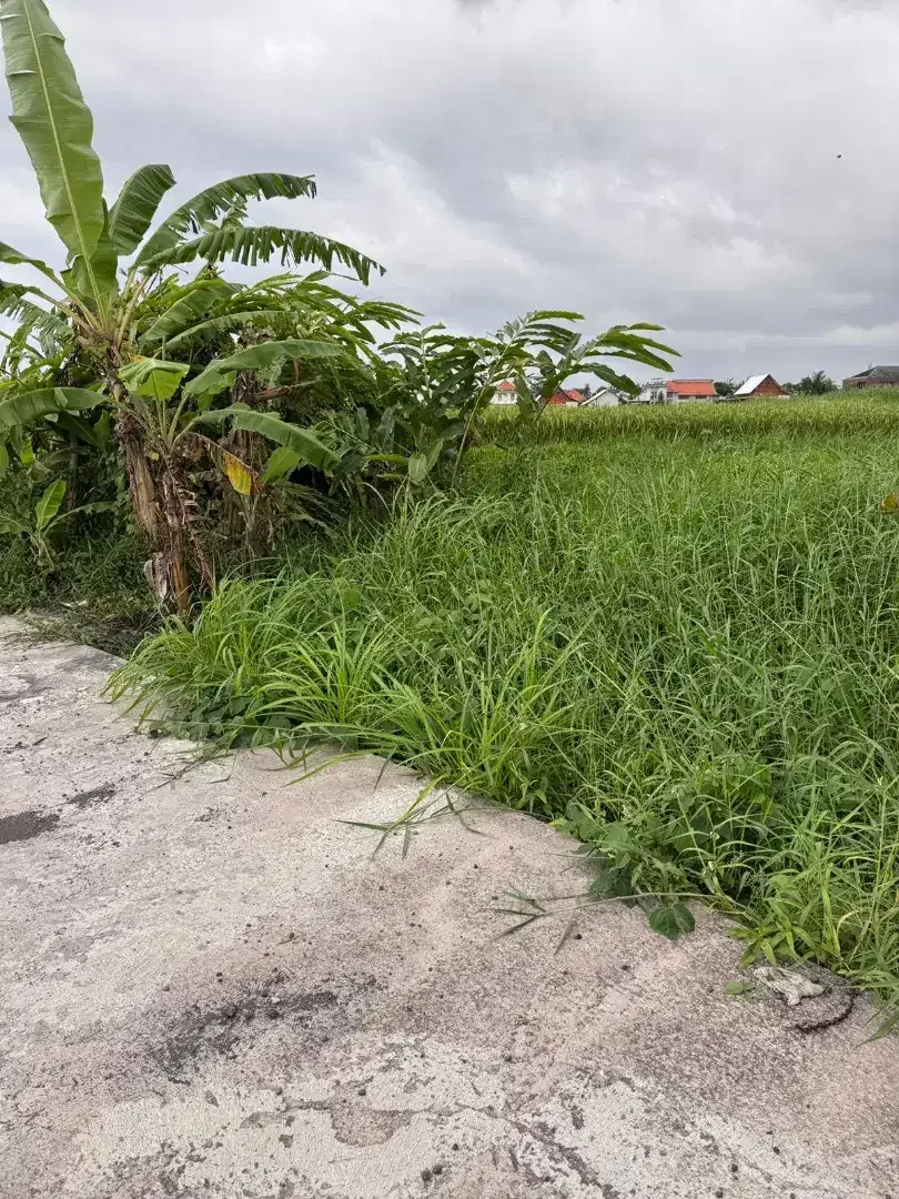 25mnit to Canggu Kedungu Beach - Image 4 of 6