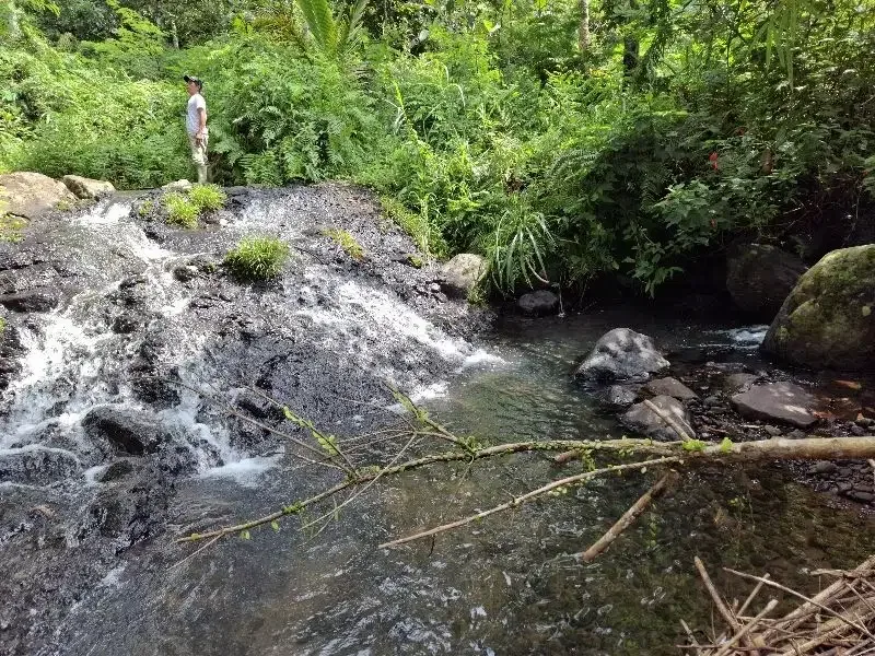 Dijual tanah kebun durian los sungai bebatuan di tabanan bali - Image 6 of 10