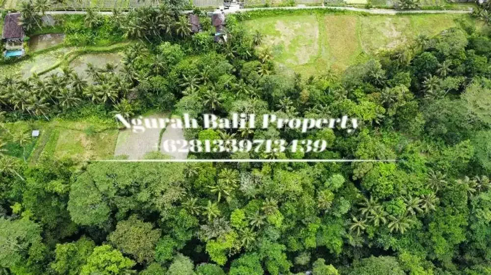 Jual Tanah Murah Luas 5700 m2 View Sungai dan Hutan Lingkungan Villa di Pejeng Kangin - Image 3 of 6
