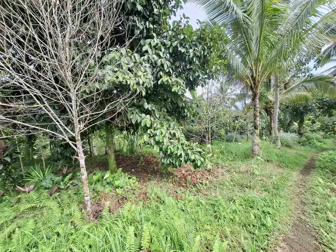 tanah kebun murah view sawah berada di kecamatan selemadeg tengah - Image 2 of 10