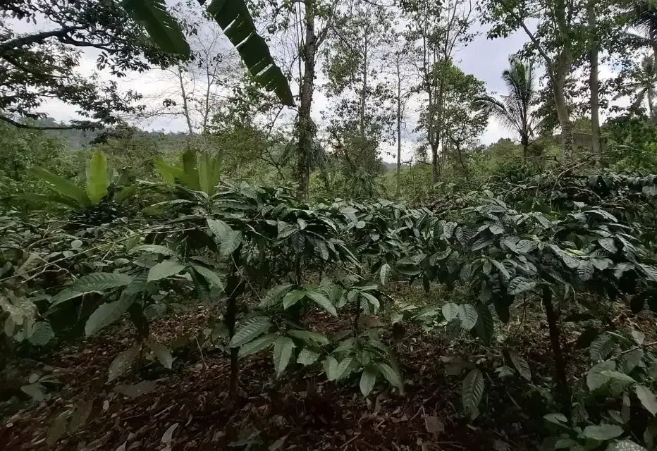 Kebun kopi subur view gunung watukau di tabanan - Image 3 of 7