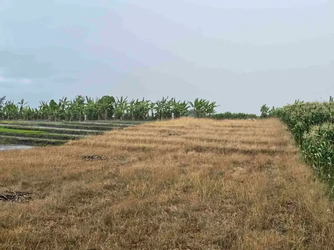dijual tanah view laut sawah di tabanan bali - Image 8 of 10