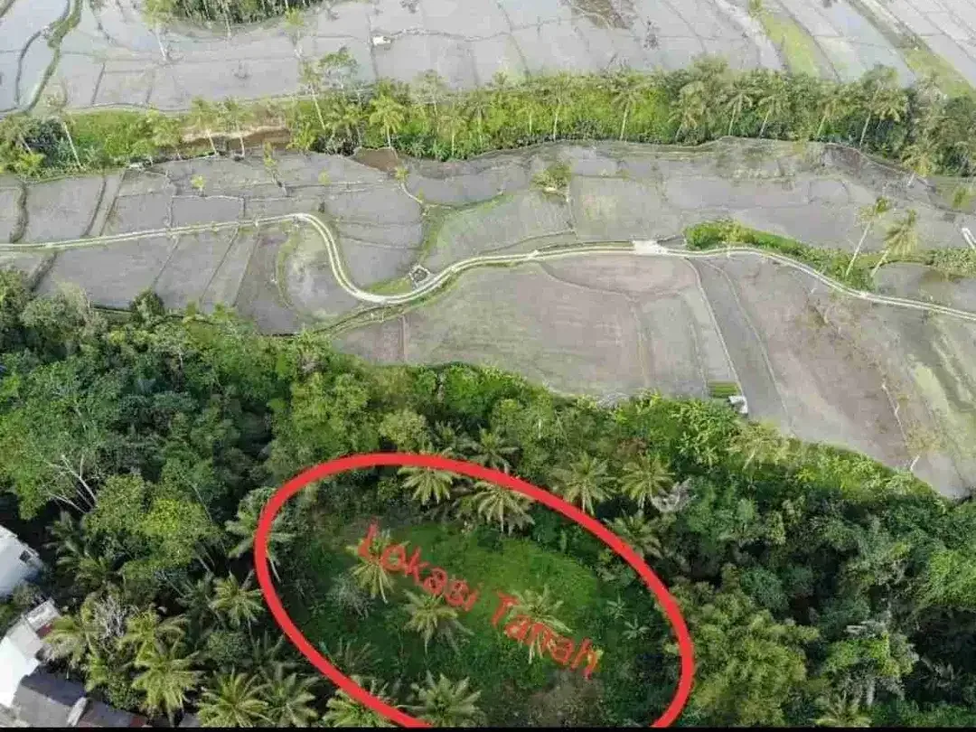 Tanah Los Sungai Full View Sawah Tegalalang Ubud Bali - Image 8 of 10
