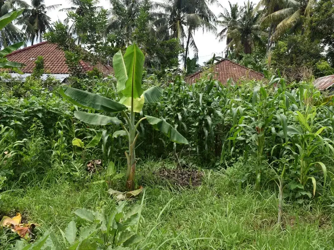 Dijual Tanah di Buleleng Dekat Pantai Lovina - Image 8 of 10