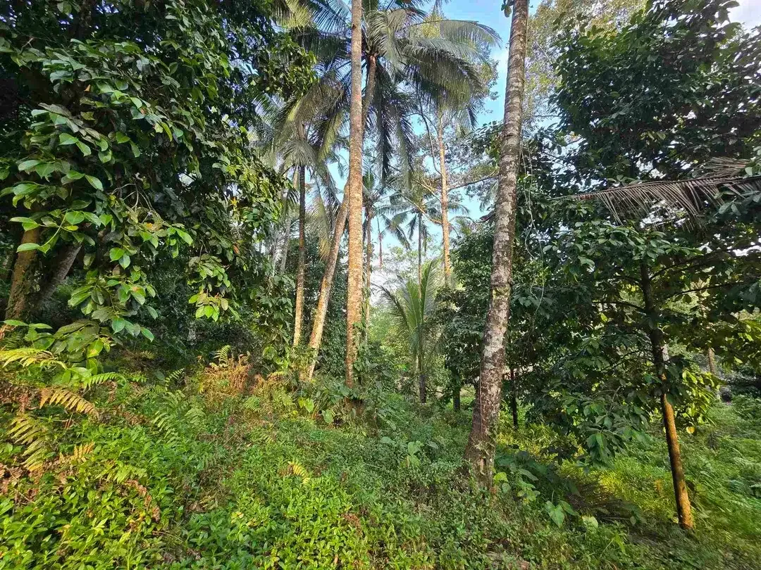 Murah tanah los sungai bebatuan kebun manggis dan durian siap panen di bali - Image 9 of 10