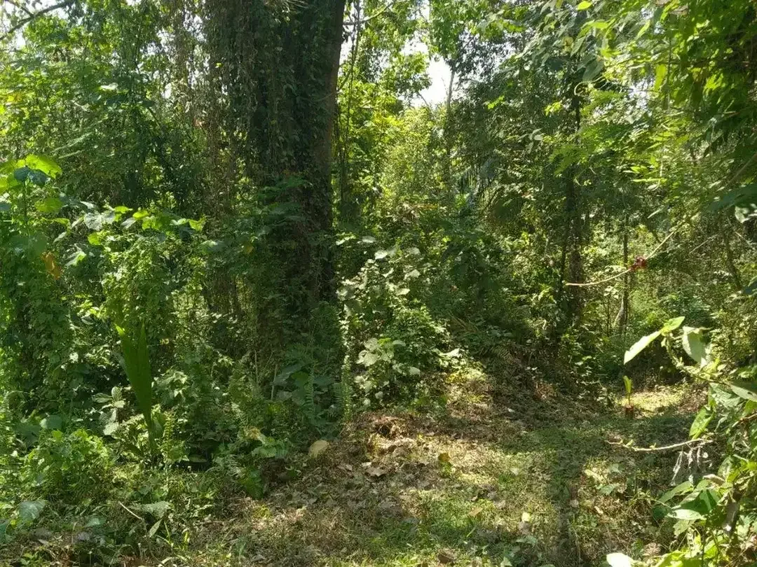 Freehold - 1.500 sqm Riverfront land for sale in south Ubud - Image 6 of 10