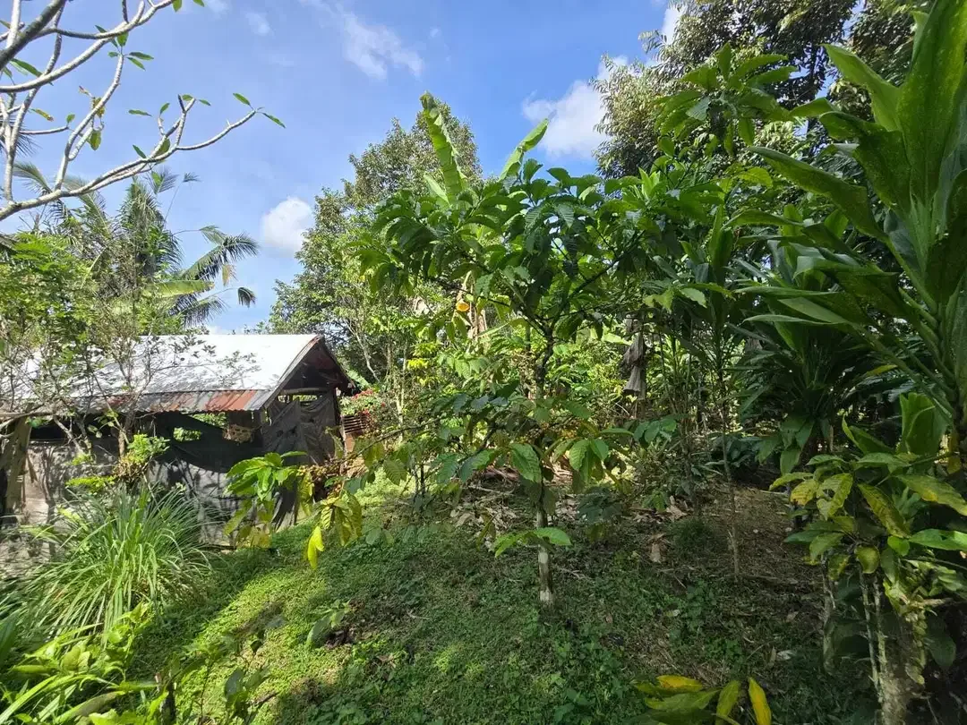 Dijual tanah kebun kopi view sawah dan lembah di tabanan bali - Image 3 of 10