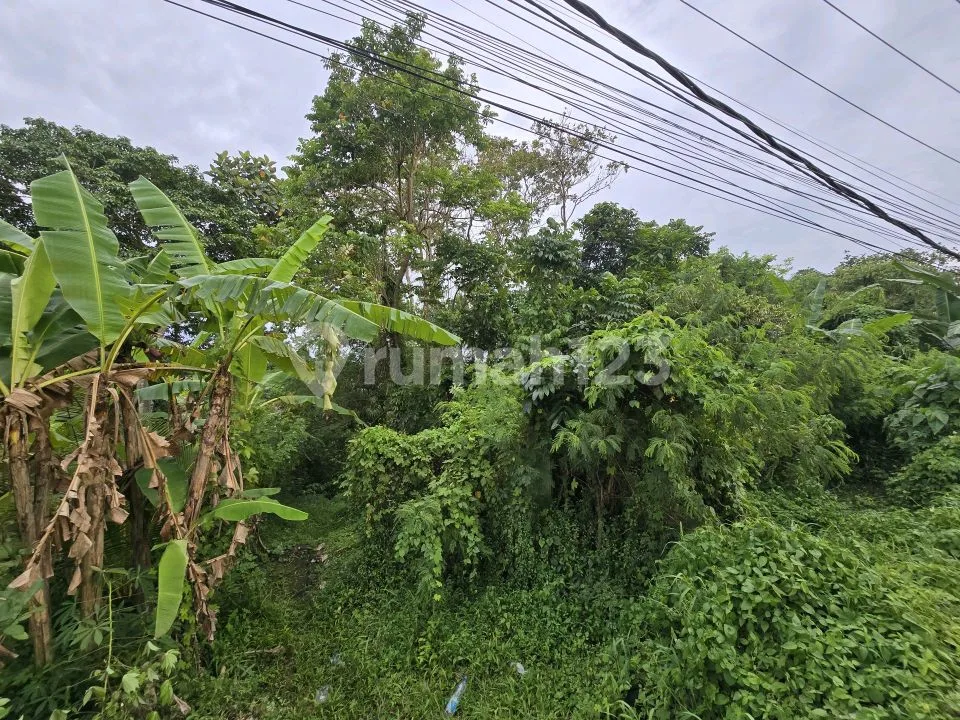 Dijua Tanah.murah View Sawah.akses Jalan Propinsi di Bali - Image 4 of 4