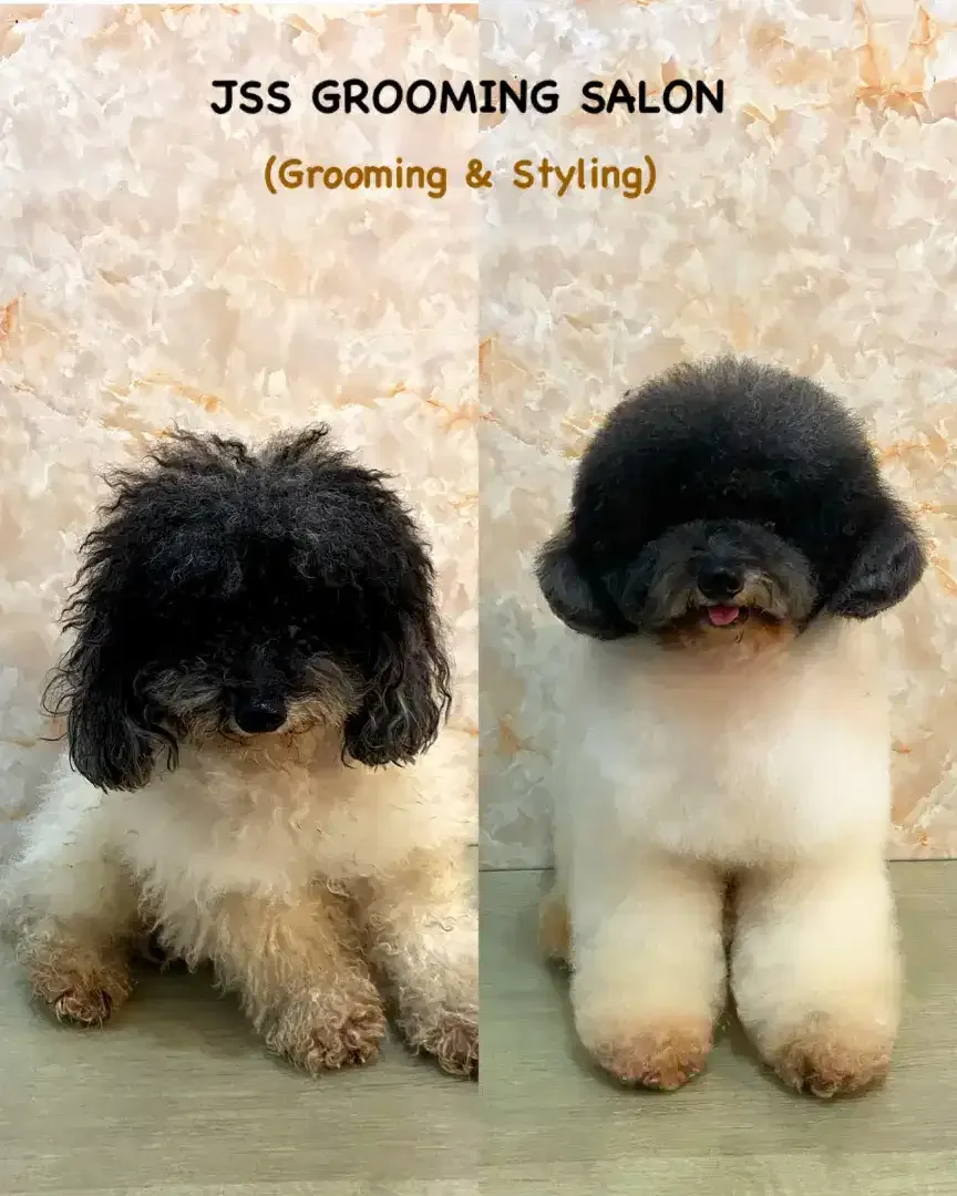 JSS GROOMING SALON - Image 10 of 10