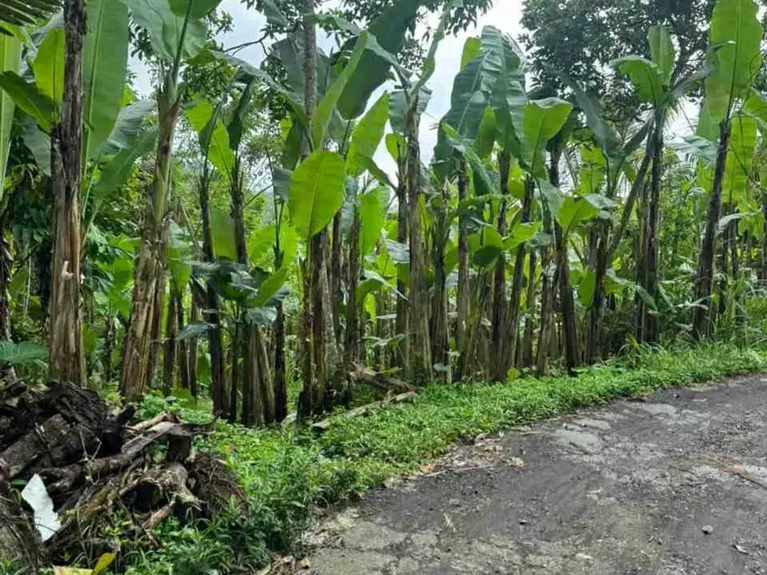 Tanah Luas View Gunung Agung di Kerta Payangan Ubud - Image 7 of 10