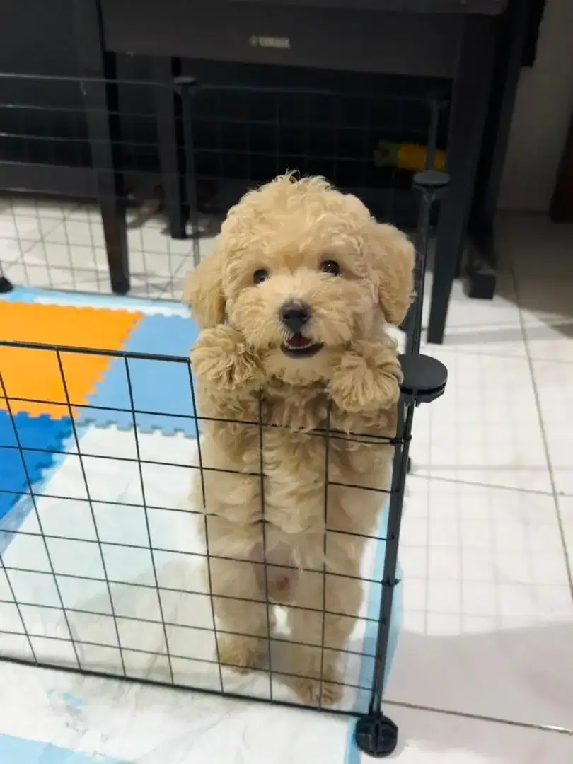 Toy Poodle (Cream) - Image 1 of 2