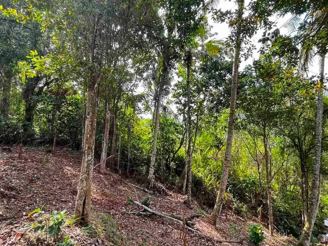 jual tanah kebun view sawah di penebel tabanan bali. - Image 9 of 10