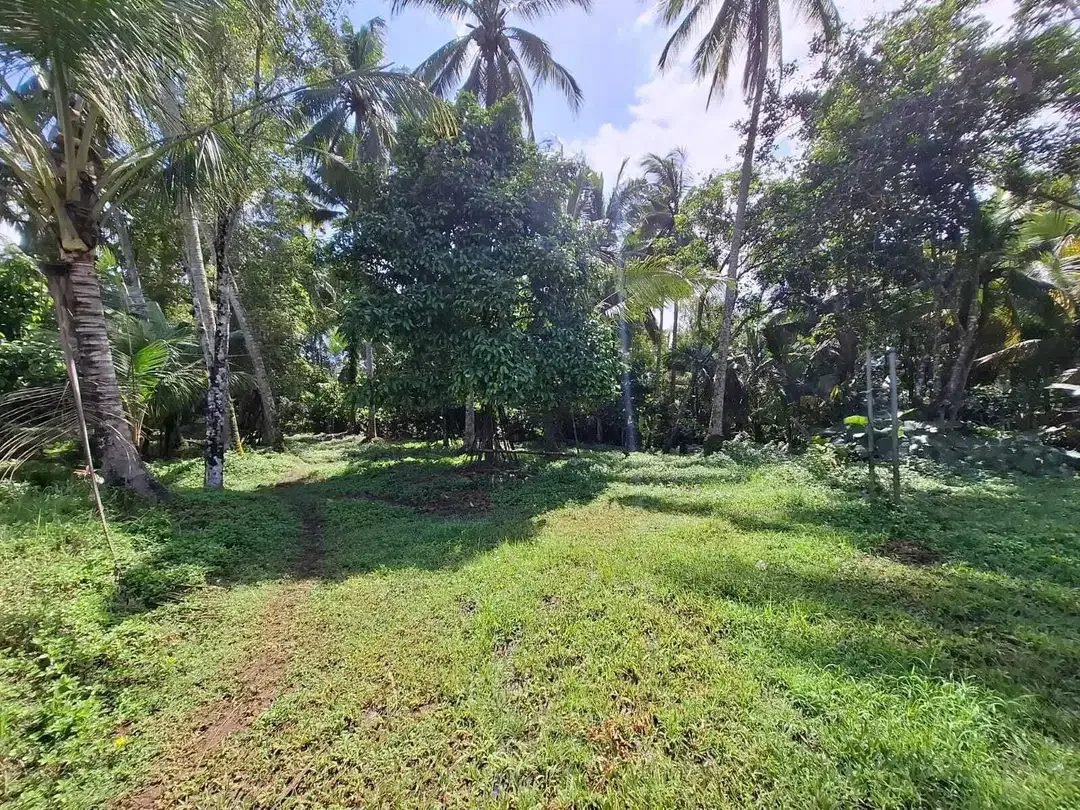 Dijual tanah cantik los sungai dan view sawah di tabanan bali - Image 7 of 10