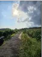 tanah 1,4 hektar di pantai pasut Tabanan - Image 6 of 7