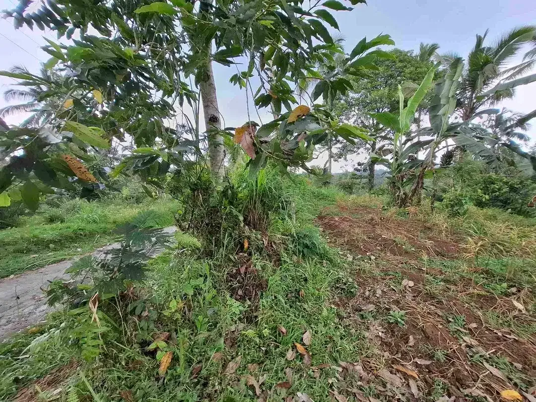 dijual tanah kebun dengan view sawah dan los sungai kecil yang sangat indah dan strategis di ketinggian 600mdpl - Image 10 of 10