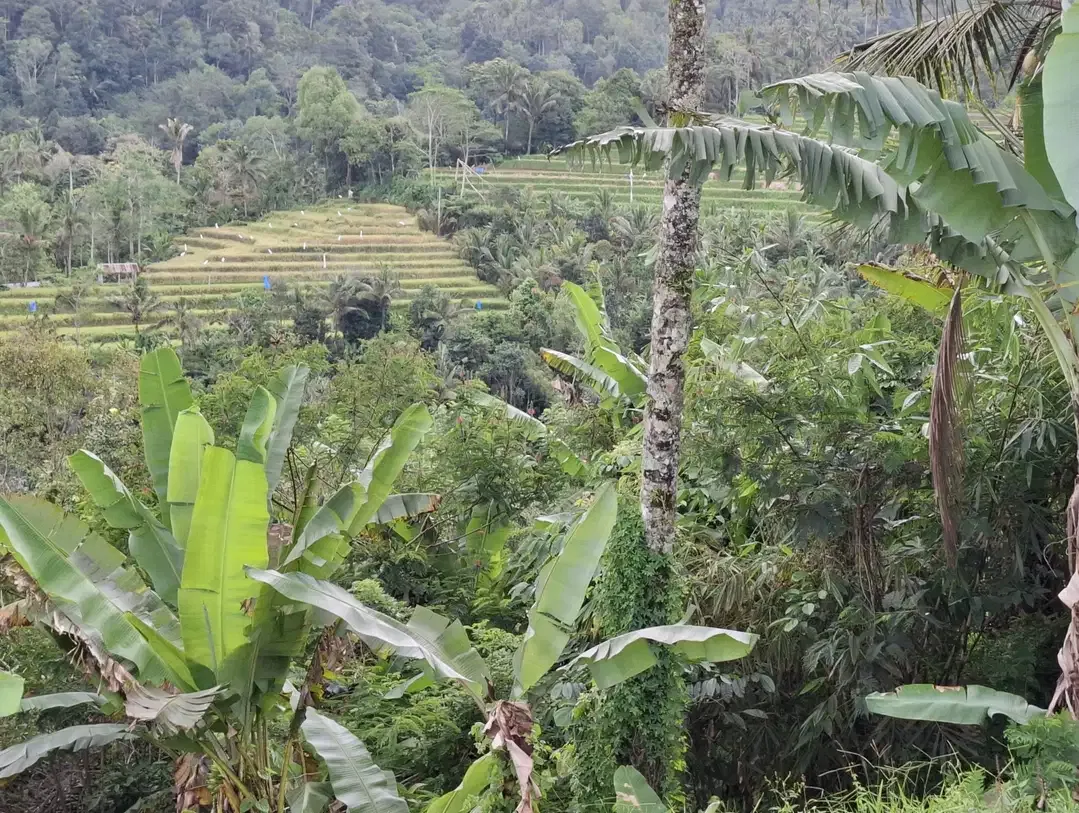 Dijual tanah los sungai view gunung dan sawah - Image 3 of 9