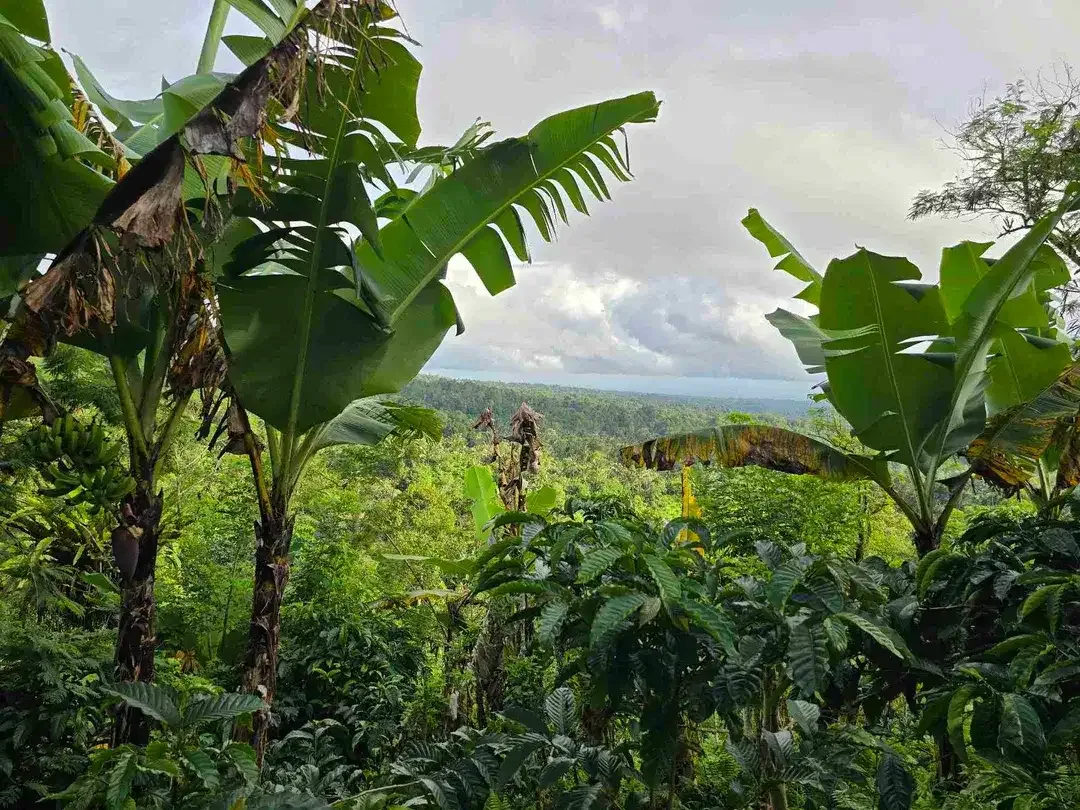 Dijual tanah view lembah dan gunung di tabanan bali - Image 3 of 10