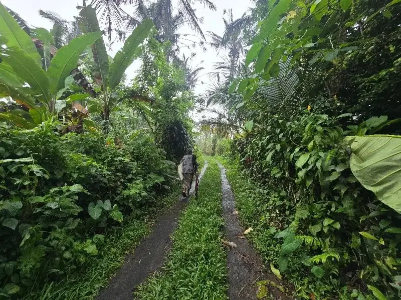 Dijual tanah kebun durian di tabanan bali - Image 8 of 8