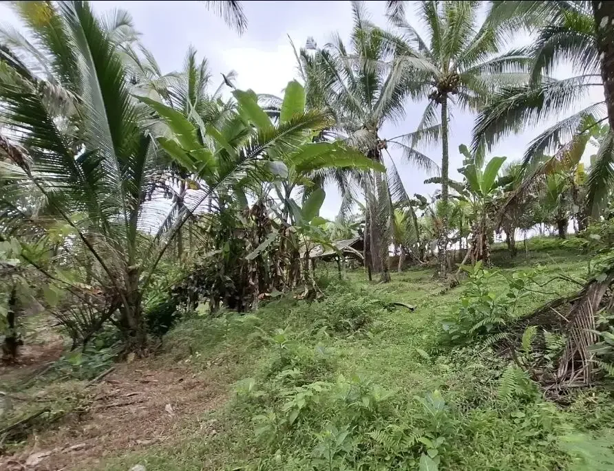 Dijual tanah kebun murah view sawah dan los sungai kecil di tabanan - Image 7 of 8