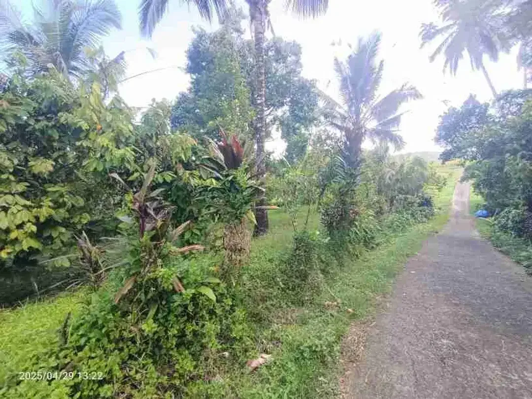 Kebun Durian View Sawah Zona Kuning 15 Menit Dari Pantai Di Bali - Image 4 of 5