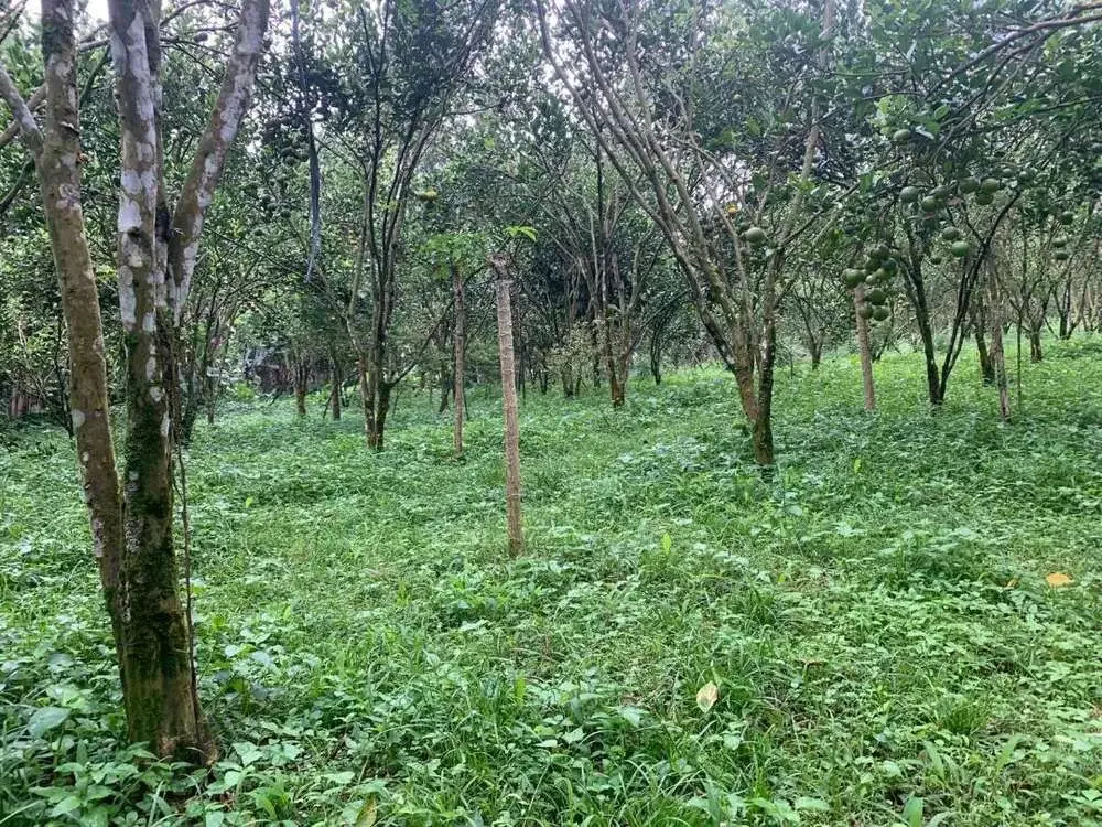 Dijual Tanah Kebun Produktif Lokasi Ubud - Image 2 of 3