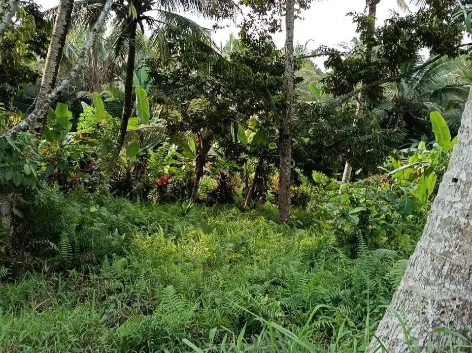 Dijual tanah kebun view sawah cantik dekat kota di bali - Image 5 of 10