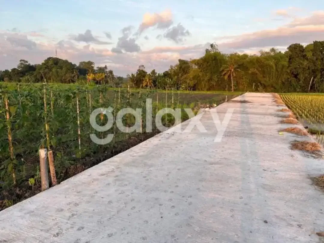 TANAH PREMIUM SIAP BANGUN KEDUNGU DESA BELALANG KEDIRI TABANAN, BALI - Image 2 of 6